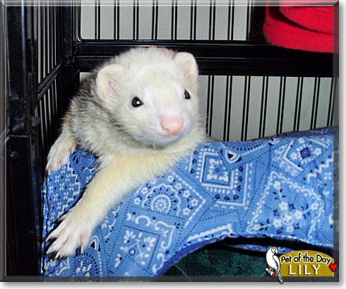 Lily, the Pet of the Day