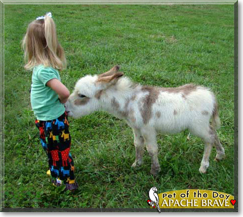 Apache Brave, the Pet of the Day