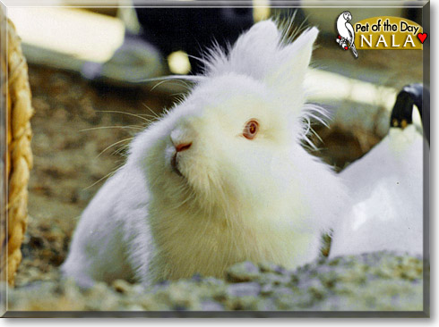 Nala, the Pet of the Day
