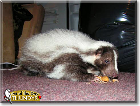 Thundyr, the Pet of the Day