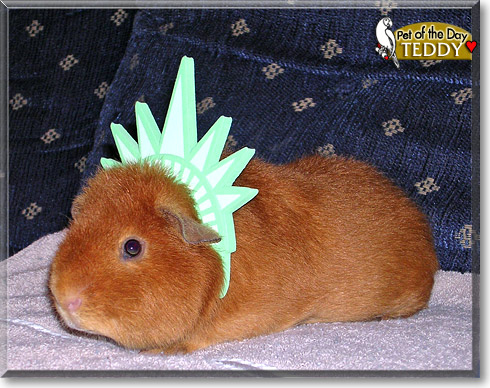 Teddy, the Pet of the Day Teddy, the Pet of the Day