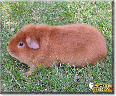Teddy, the Pet of the Day Teddy, the Pet of the Day