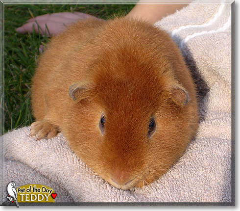 Teddy, the Pet of the Day Teddy, the Pet of the Day