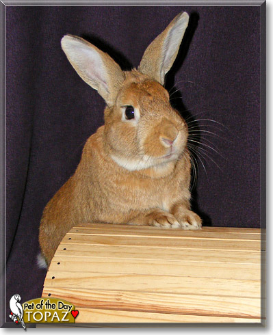 Topaz, the Pet of the Day Topaz, the Pet of the Day