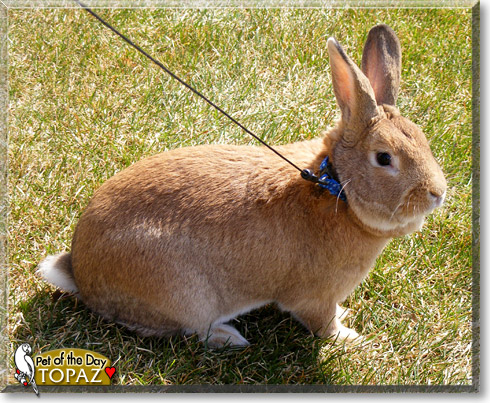 Topaz, the Pet of the Day Topaz, the Pet of the Day