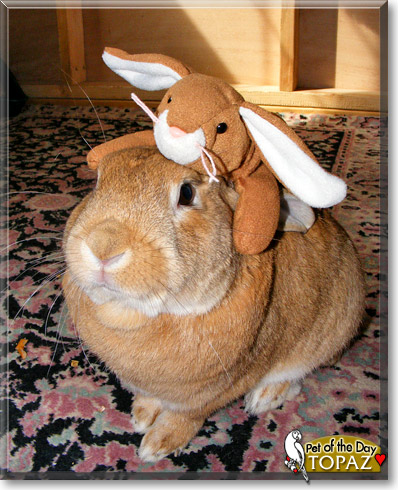 Topaz, the Pet of the Day Topaz, the Pet of the Day