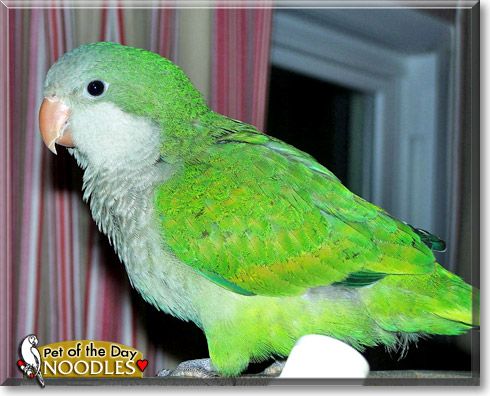 nOOdles, the Pet of the Day
