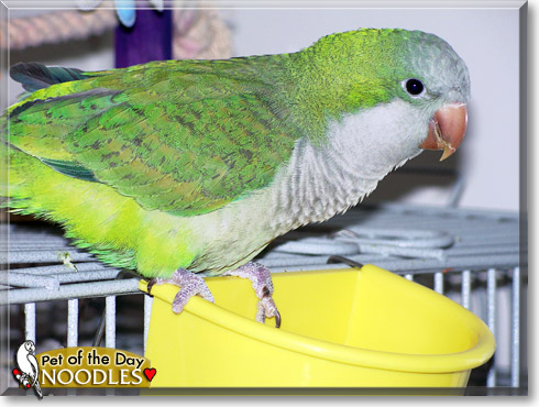 nOOdles, the Pet of the Day