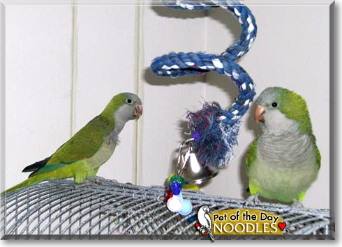 nOOdles, the Pet of the Day