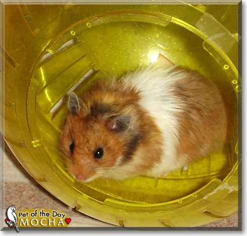 Mocha, the Pet of the Day Mocha, the Pet of the Day