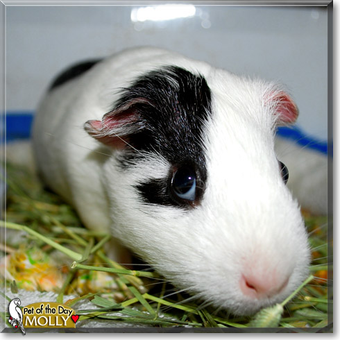 Molly, the Pet of the Day Molly, the Pet of the Day