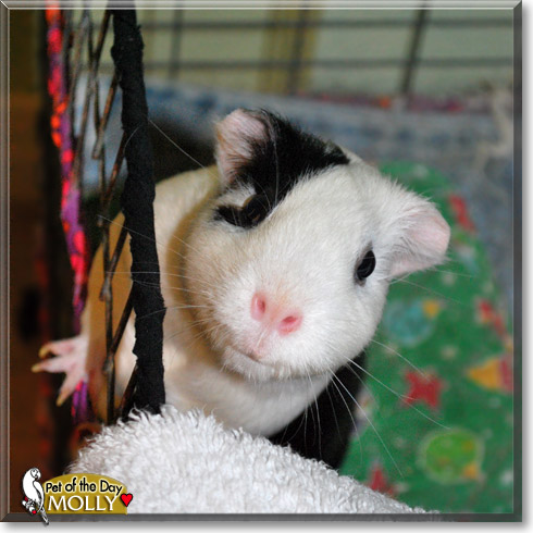 Molly, the Pet of the Day Molly, the Pet of the Day