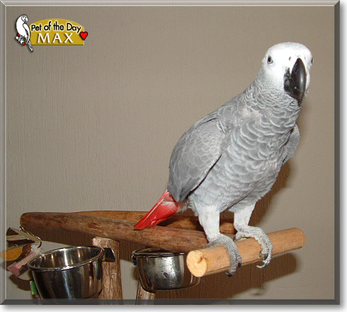 Max, the Pet of the Day Max, the Pet of the Day