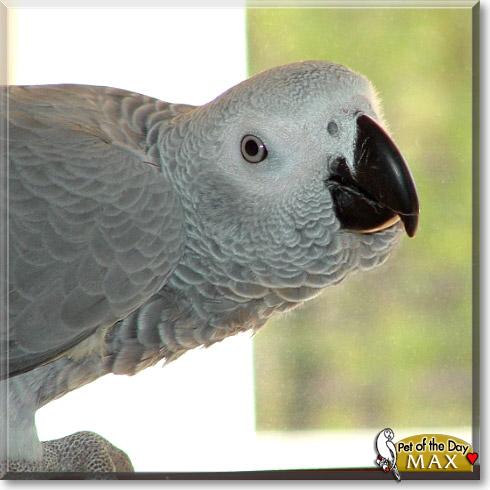 Max, the Pet of the Day Max, the Pet of the Day