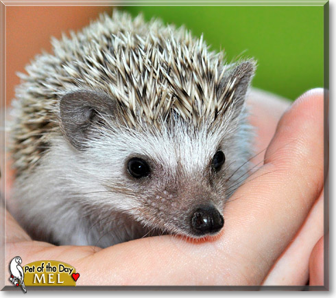 Mel, the Pet of the Day