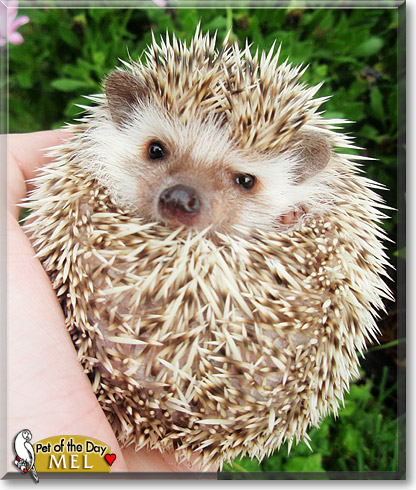 Mel, the Pet of the Day