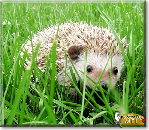 Mel, the Pet of the Day