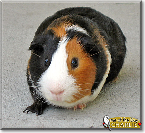 Charlie, the Pet of the Day
