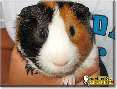 Charlie, the Pet of the Day