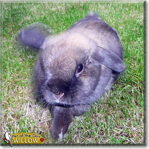 Willow, the Pet of the Day