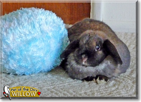 Willow, the Pet of the Day
