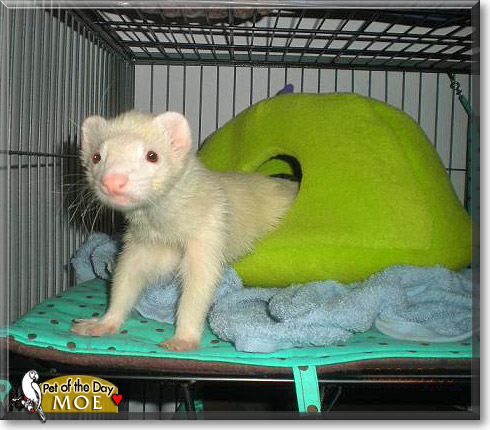Moe, the Pet of the Day