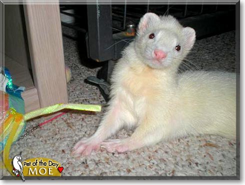 Moe, the Pet of the Day