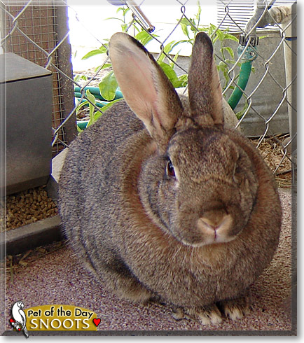 Snoots, the Pet of the Day