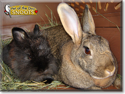 Snoots, the Pet of the Day