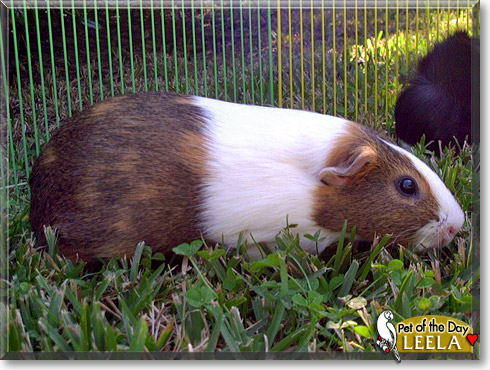Leela, the Pet of the Day