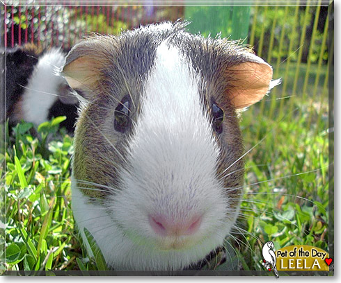 Leela, the Pet of the Day