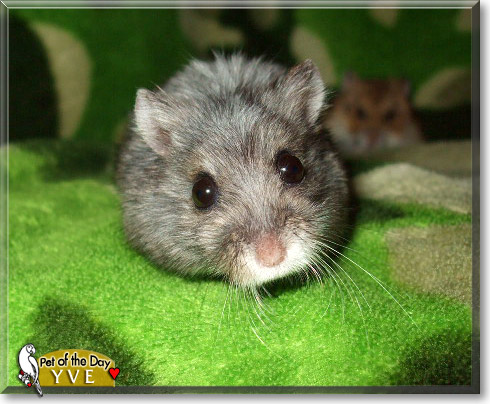 Yve, the Pet of the Day