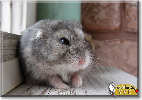 Yve, the Pet of the Day