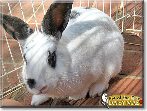 Daisy Mae, the Pet of the Day
