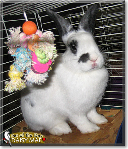 Daisy Mae, the Pet of the Day