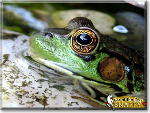 Snappy, the Pet of the Day