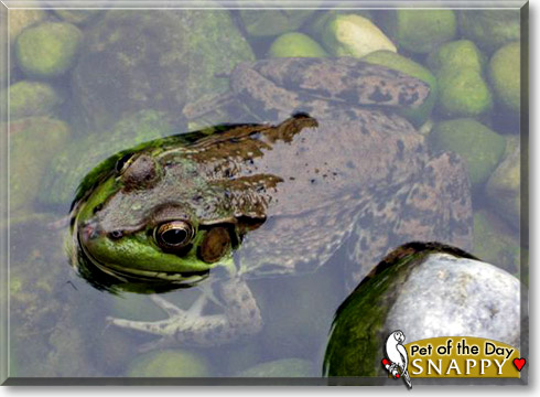 Snappy, the Pet of the Day