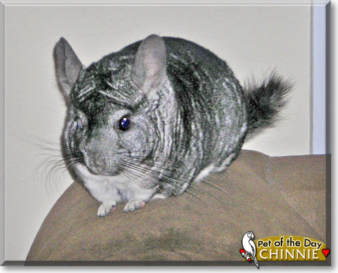 Chinnie, the Pet of the Day
