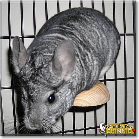 Chinnie, the Pet of the Day