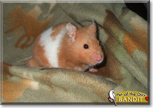 Bandit, the Pet of the Day