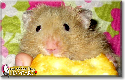 Hamtaro, the Pet of the Day