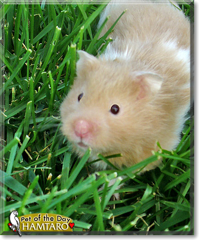 Hamtaro, the Pet of the Day