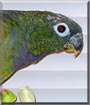 Birdie