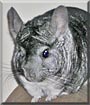 Chinnie