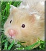 Hamtaro
