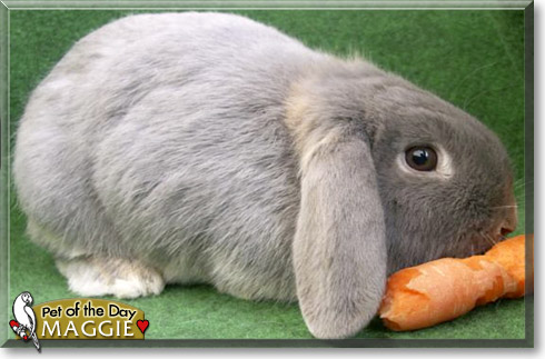 Maggie, the Pet of the Day