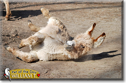 William T., the Pet of the Day
