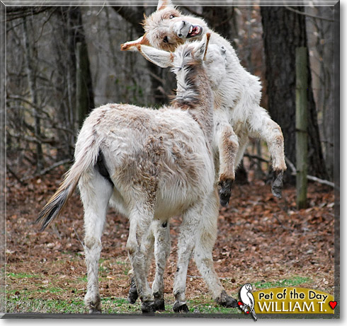 William T., the Pet of the Day