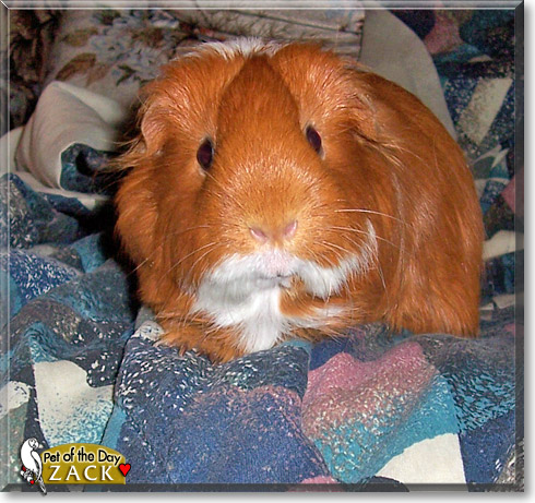 Zack, the Pet of the Day