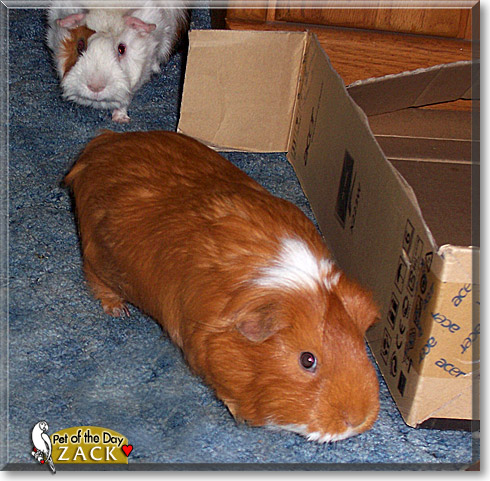Zack, the Pet of the Day
